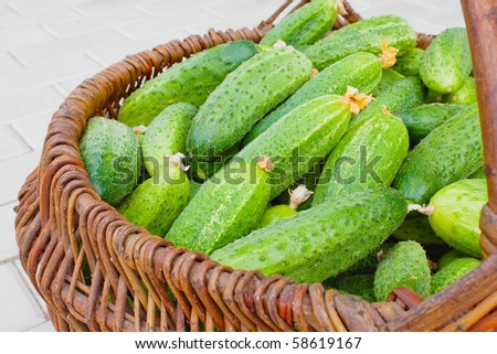 Wattled basket is filled by green cucumbers