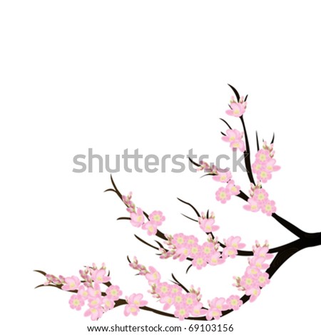 cherry blossom branch vector. cherry blossom branch vector. stock vector : Cherry blossom branch over