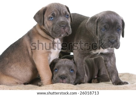 Cane Corso Mastiff. italian mastiff cane corso