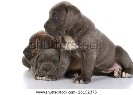 Italian+mastiff+puppies+for+sale
