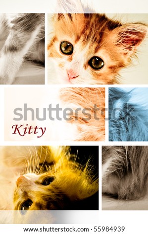group of cat images gathered in one