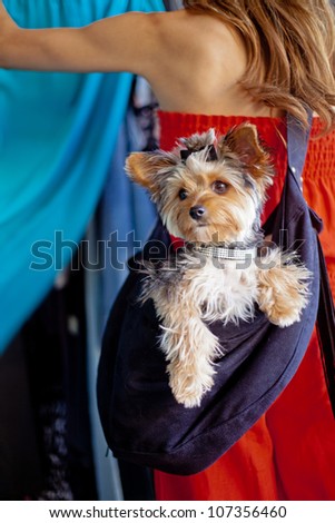 A pampered Yorkshire Terrier dog wearing a designer rhinestone collar and hair bow siting in a sling carrier being worn by a woman that is out shopping at a pet-friendly clothing store