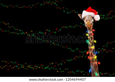 Giraffe zoo animal wrapped in illuminated Christmas holiday lights wearing Santa Claus hat with room for text in black background with colorful bokeh.