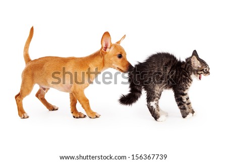 A young mixed breed yellow puppy sniffing the behind of a scared kitten that is arching her back and hissing