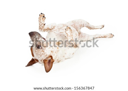 A playful Australian Cattle Dog laying on his back against a white backdrop