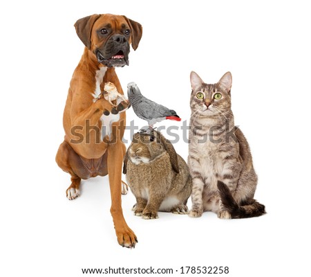 A group of domestic animals consisting of a Boxer dog holding a lizard, a bunny rabbit with a parrot on his head and a gray striped tabby cat