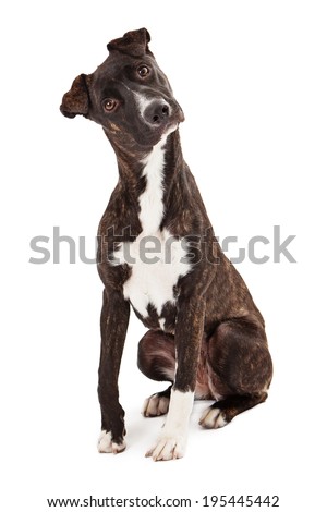 A beautiful Mountain Cur breed dog sitting while looking at the camera with a tilted head