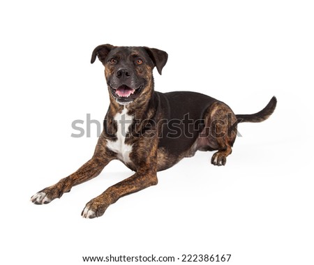 A happy large breed dog with a brindle brown and black coat laying down to the side and looking forward with a happy expression