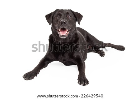 A happy Labrador Retriever Dog laying at an angle with paws out in front.  Mouth is open.