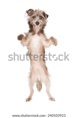 A cute little terrier dog standing up on his hind legs with paws up. Isolated on white