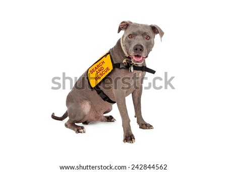 A happy blue Pit Bull dog wearing a yellow search and rescue vest