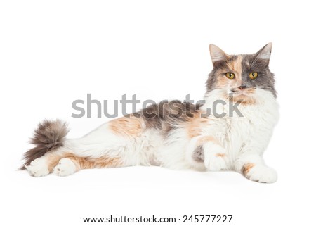 An active Calico Domestic Longhair Cat raises its paw in front of its body.