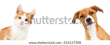 Cute kitten and puppy peeking out from the side of a white banner with room for text