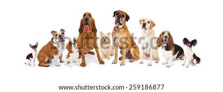A large group of common dogs of different breeds that are various sizes