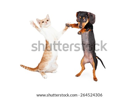 A cute little Dachshund breed puppy dog and a tabby kitten standing on their hind legs dancing together