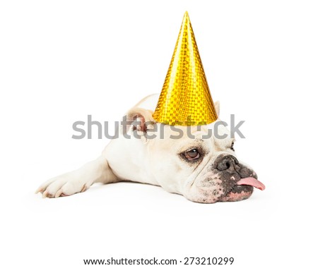 Adorable Bulldog wearing a yellow party hat while laying and looking off to the side.