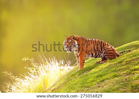 Beautiful Sumatran Tiger sitting on the green grass of a hill with a blurred out forest background