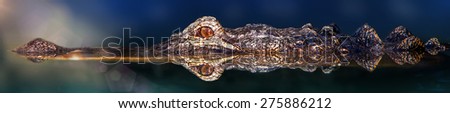 A large crocodile floating in a colorful body of water with reflection of his eyes and body