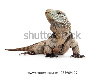 Grand Cayman Blue Iguana, an endangered species of lizard commonly found in the dry forests and shores of Grand Cayman Island. Isolated on white with a low perspective.