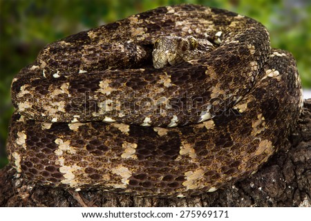Speckled forest pitviper, also known as Bothriopsis taeniata, a venomous snake mainly found in the forests of South America