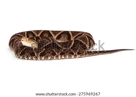 Terciopelo Pit Viper Snake - One of the world\'s most dangerous and deadly snakes due to the high rate of bites to humans. Snake is coiled up on a white background.