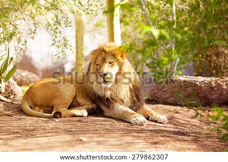 A large African Lion laying down on the ground in a jungle setting