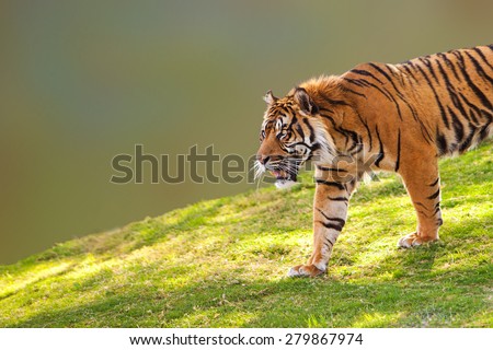 Large Sumatran tiger walking down a hill into the camera frame