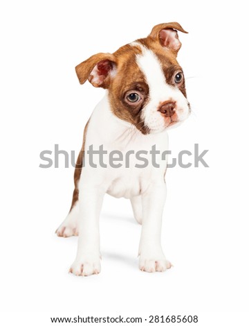 Cute seven week old Boston Terrier puppy standing and tilting his head to the side