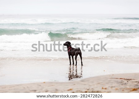 A playful wet dog standing on a sandy beach looking out into the waves of the ocean in Del Mar, California, USA.