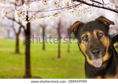 A happy large crossbreed dog at a park in Washington, DC, USA with pink cherry blossom trees in full bloom
