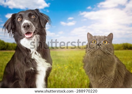 A close-up photo of a happy young dog and cat with a green grass field and blue sky in the background