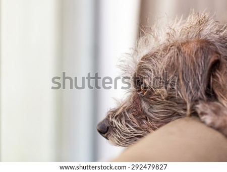 Small dog resting head on back of a couch looking out the window waiting for his owner to come home