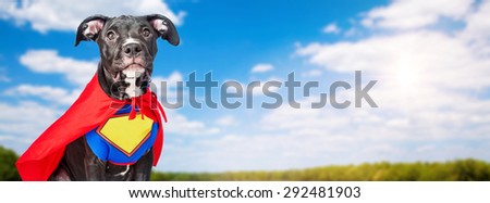 A cute crossbreed dog wearing a super hero costume in a field with blue sky and trees in the background