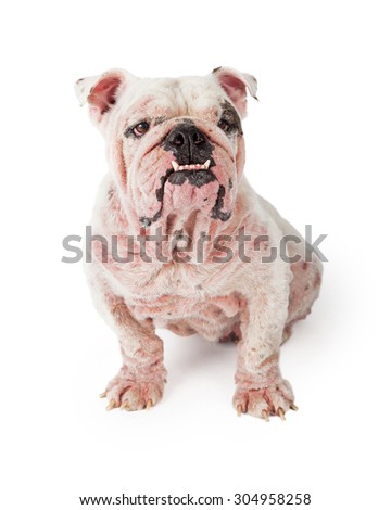 A white Bulldog with late stage demodectic mange and red irritated skin sitting while looking off to the side