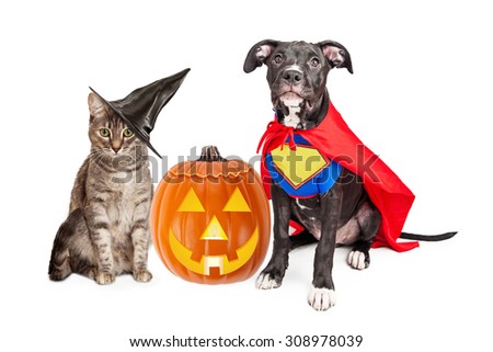 Cute cat dressed as a witch and dog wearing super hero costume for Halloween with a jack-o-lantern pumpkin