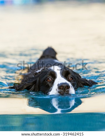 English Springer Spaniel dog swimming in a pool with a reflection in the water