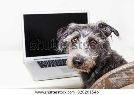 Scruffy terrier mixed breed dog sitting on a chair in front of a laptop computer with a blank screen to enter your website image onto