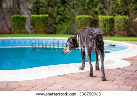 Terrier dog in the green backyard of a home looking down into a swimming pool