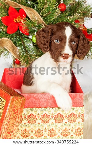 Portrait of cute English Springer Spaniel puppy in gift box by Christmas tree over white background