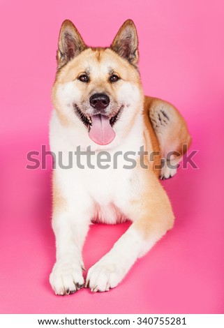 Portrait of Akita dog lying while panting over pink background