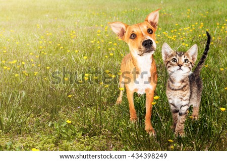 Cute kitten and puppy together in a field of green grass and yellow wild flowers with copy space