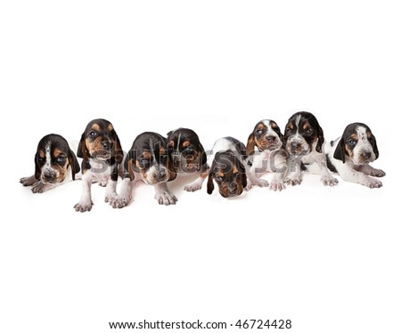basset hound puppies. Basset Hound puppies lined