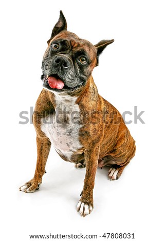 brindle boxer dog. rindle purebred oxer dog