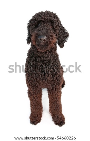white goldendoodle puppy. Golden Doodle dog isolated