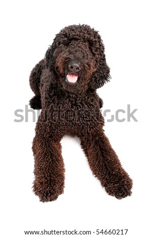 black goldendoodle dogs. Black Golden Doodle dog
