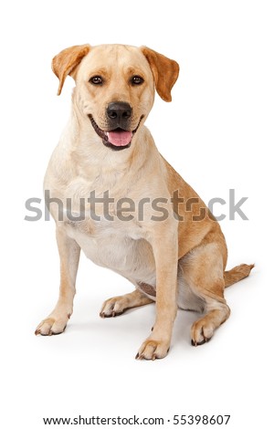 chocolate lab dog. Yellow Labrador Retriever Dogs
