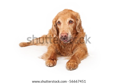 Dog Laying Down Dog Laying Down