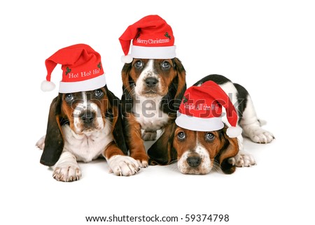 Three Basset Hound puppies 2011