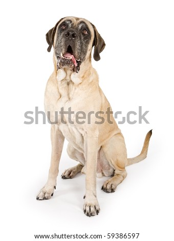 bull massive dog. may Bull-and-mastiff dog