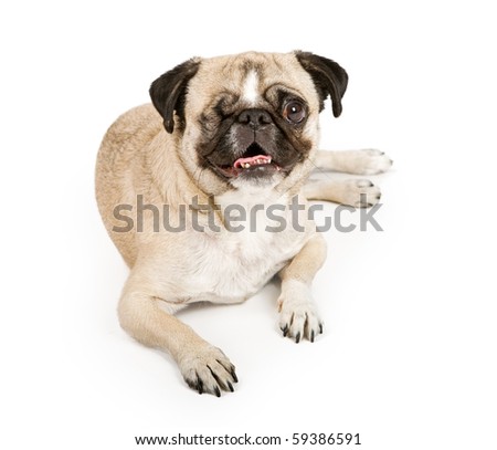 Pug Dog With One Eye. Isolated On White. Stock Photo 59386591